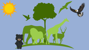 Exploring Wildlife S